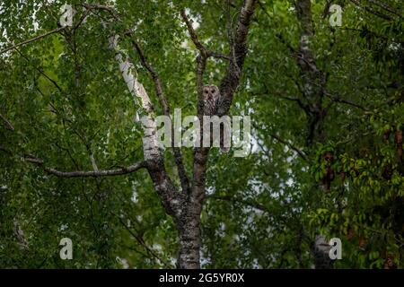 Ural allocco (Strix uralensis) Foto Stock