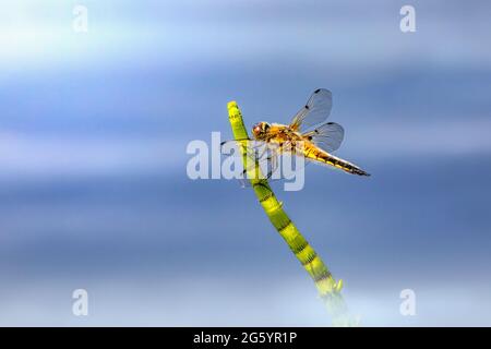 Quattro-spotted chaser (Libellula quadrimaculata) Foto Stock