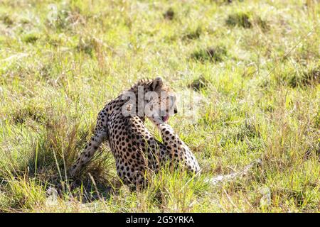 Donna adulta ghepardo, achinonyx jubatus, che cura il suo cappotto nell'erba lussureggiante del Masai Mara, Kenya. Foto Stock