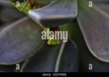 mantis capovolto tra le foglie di un succulente Foto Stock