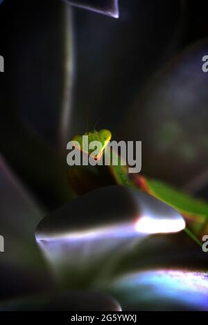 mantis che riposa tra le foglie di un succulento Foto Stock