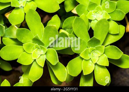 Pianta succulenta di Sedum Palmeri - Crassulaceae, Magnoliophyta, Magnoliopsida, Sedum Foto Stock