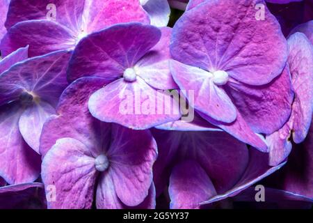 Ortensia / bigleaf hydangea (Hydrangea macrophylla) Foto Stock