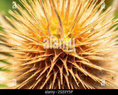 Testa essiccata su una teasella selvatica (Dipsacus Fullonum), conosciuta anche come teasel comune o teasel di Fuller Foto Stock