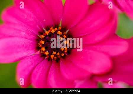 Daisy Bush (Diorphotheca ecklonis) Foto Stock