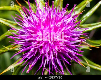 Cardano senza piombo (Carduus crrispus) Foto Stock