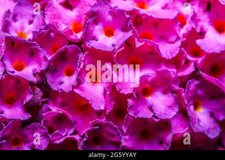 Lilla estiva (Buddleja davidii) Foto Stock