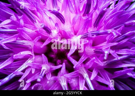 Cardano senza piombo (Carduus crispus) primo piano Foto Stock