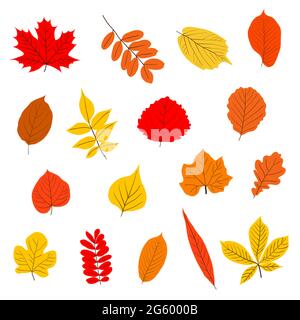Una serie di foglie d'autunno. Vettore isolato su sfondo bianco. Illustrazione Vettoriale