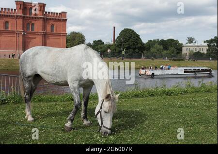 San Pietroburgo, Russia - 8 luglio 2017: Il cavallo bianco poggia in un prato contro il canale Kronwerk e il museo dell'artiglieria durante la battaglia del festival su Neva. L'evento principale del festival è il torneo di jouting Foto Stock