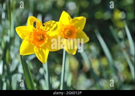 Bella closeup luminoso vista di coppia di primavera giallo daffodil (Narcissus) fiore con corona arancione a Ballinteer, Dublino, Irlanda. Messa a fuoco morbida Foto Stock