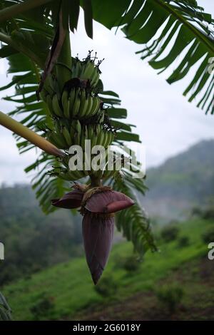 Un mazzo di banane verdi e un enorme fiore di banana su un albero Foto Stock