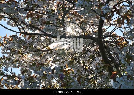 Bella vista closeup di delicato primavera ciliegio bianco (Prunus Shogetsu Oku Miyako) fioritura fioritura con il sole di mattina flares a Ballinteer, Dublino Foto Stock