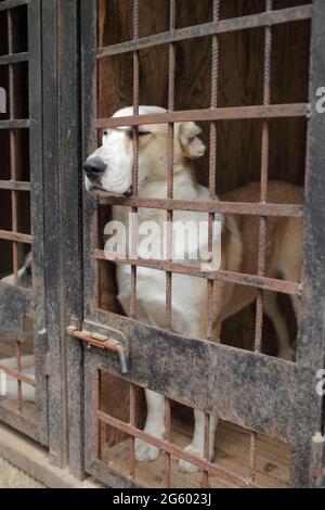 Un cane in un rifugio per senzatetto animali Foto Stock