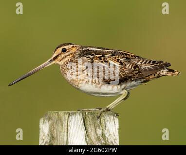 Un Snipe (Gallinago gallinago) arroccato su un palo di legno, Uist nord, Ebridi esterne, Scozia Foto Stock