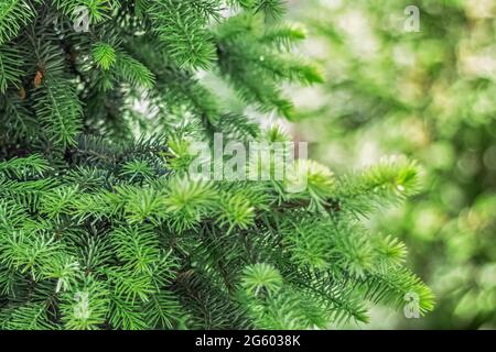 Sfondo naturale di giovani rami di abete verde. Foto Stock