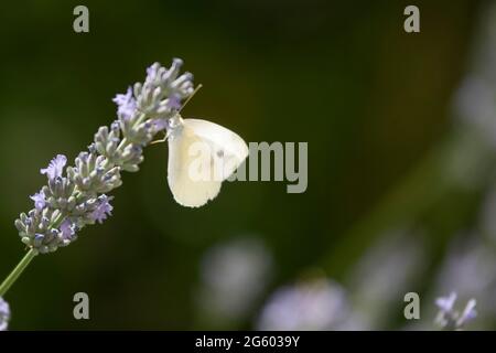 Farfalla di cavolo bianco su cespuglio di lavanda Foto Stock