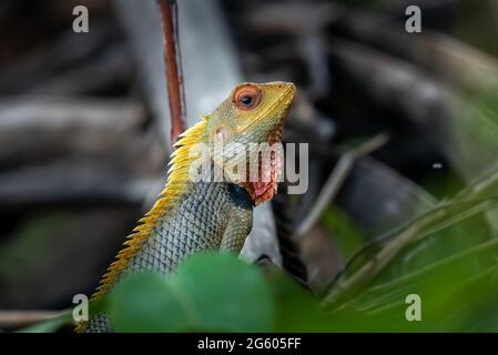 Un curioso giardino indiano Lizard, peering sopra il fogliame Foto Stock