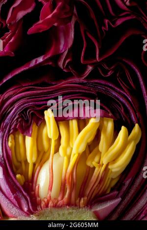 Vista dettagliata all'interno di un fiore Peony testa germoglio prima che si è aperto. Stamen e petali viola profondi si formano ancora mentre si avvicinano. Foto Stock