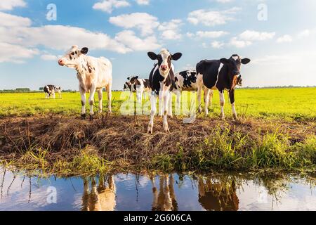 Gruppo di giovani vitelli olandesi su un prato verde fresco in un pomeriggio di sole Foto Stock