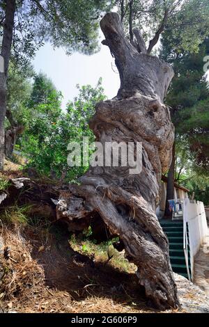 La cultivar dell'ulivo Pisciottana deve il suo nome alla cittadina di Pisciotta sulla costa del Cilento. La cultivar è la più grande tra gli ulivi, raggiungendo i 20 metri di altezza. Nel comune di Pisciotta ci sono centinaia di ulivi millenari, che devono essere conservati e protetti, che devono essere pubblicizzati e promossi, perché raccontano la storia di molte generazioni passate e portano una ricchezza paesaggistica ed economica infinita. Foto Stock