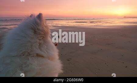 Cane Samoyed sulla spiaggia al tramonto Foto Stock