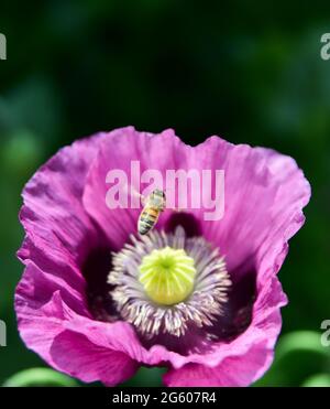 Brighton UK 1 luglio 2021 - un insetto si deposita sui fiori di papavero mentre gode il sole caldo in un giardino di Brighton oggi: Credit Simon Dack / Alamy Live News Foto Stock