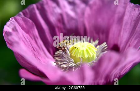 Brighton UK 1 luglio 2021 - UN hoverfly si deposita su un fiore papavero in caldo sole in un giardino di Brighton oggi . Con il declino delle api nel Regno Unito, i sorvoli svolgono un ruolo importante nell'impollinazione delle piante: Credit Simon Dack / Alamy Live News Foto Stock