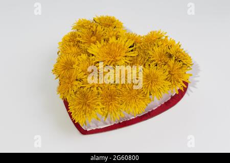 Fiori gialli del dente di leone in una forma di cuore in una scatola del regalo. Foto Stock