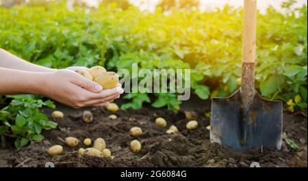 Patate fresche giovani nelle mani di un agricoltore sullo sfondo di piantagioni di patate agricole. Raccolta di colture agricole. vegeta biologico fresco Foto Stock