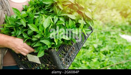 Il contadino tiene in mano una scatola con giovani pianta di pepe. Piantando verdure nel campo. Agricoltura e agricoltura. Agroalimentare. Selettivo Foto Stock