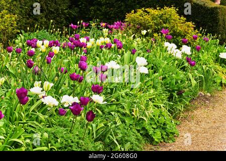 I giardini di Arundel Castle, Arundel, West Sussex, durante l'annuale Festival dei tulipani Foto Stock