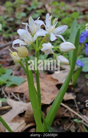 Scilla bifolia, Twinleaf squill, Asparagaceae, Wild Plant sparato in estate. Foto Stock