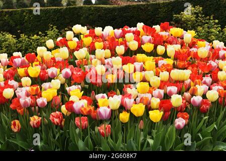 Tulipani nei giardini del Castello di Arundel, Arundel, Sussex occidentale, durante l'annuale Festival dei tulipani Foto Stock