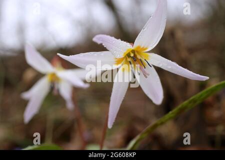 Erythronium Dens-canis, Viola del dente del cane, Liliaceae. Pianta selvaggia sparata in estate. Foto Stock