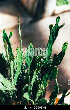 Bella verde Opuntia Monacantha cactus, primo piano. Foto Stock