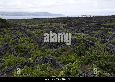 Isola di Pico Azzorre vigneto uve protette da pietra lavica vista aerea panorama Foto Stock