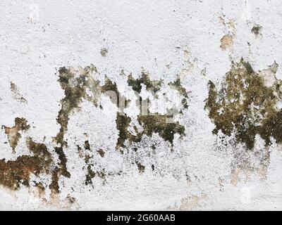 Vista ravvicinata del muschio e sbucciatura dipinta di bianco dalla parete. Foto Stock