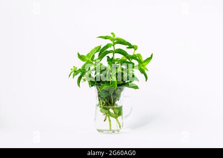 Foglie di menta in una tazza di vetro su sfondo bianco. Primo piano Foto Stock