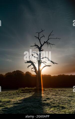 albero morto nel campo di fieno al tramonto Foto Stock
