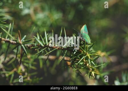 Tranquilla scena primaverile con un primo piano di verde farfalla hairstreak in una foresta sempreverde su un cespuglio di ginepro, Tirol, Austria Foto Stock