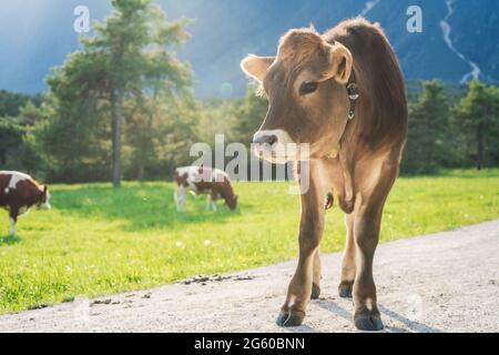 Carino illuminato al sole con polpaccio retroilluminato della razza bovina marrone su un prato alpino con mucche pascolanti in montagna, Mieming, Tirol, Austria Foto Stock