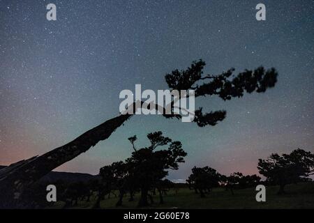 Vecchi alberi nella foresta di Fanal durante una notte stellata, isola di Madeira, Portogallo Foto Stock