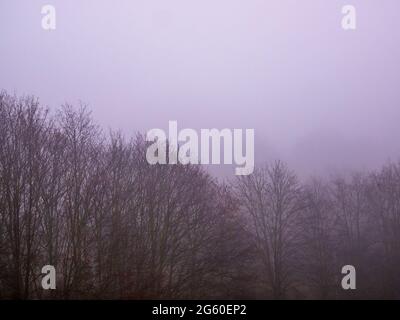 Le cime degli alberi senza foglie nella nebbia fitta creano un'atmosfera scura Foto Stock