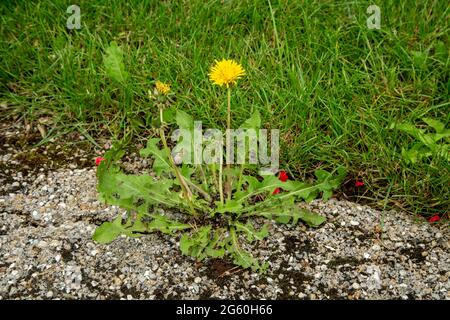 Dente di leone, Taraxacum officinale, che cresce sulla via Foto Stock