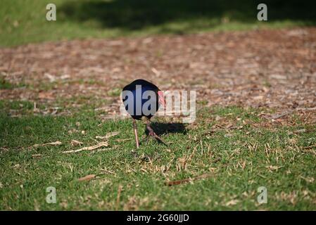 Swamphen Australasian, conosciuto anche come un pukeko, esplorando una zona erbosa, circondata da detriti provenienti da alberi vicini Foto Stock