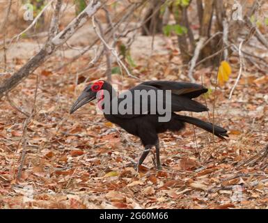 Una terra meridionale hornbill passeggiate attraverso le foglie essiccate. Foto Stock