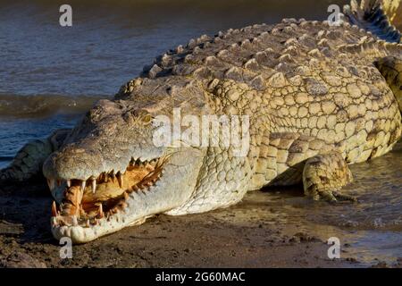 Un coccodrillo del Nilo siede al bordo dell'acqua con la sua bocca aperta. Foto Stock