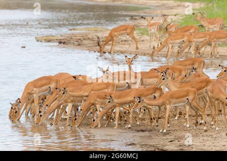 Una mandria di impala cautamente drink presso il bordo di un lago. Foto Stock