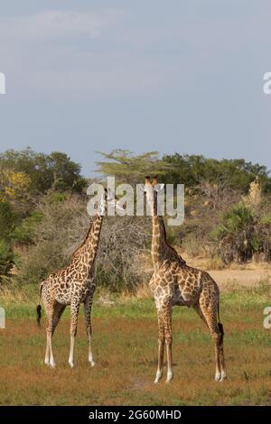 Una giraffa guarda la telecamera mentre un altro giraffa guarda lontano. Foto Stock